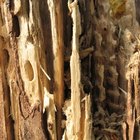 Cómo matar las termitas de forma natural