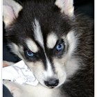 Cómo cuidar a un cachorro de husky siberiano