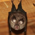Cómo construir la trampa para murciélagos perfecta