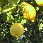 Cómo plantar un limonero a partir de una semilla