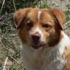 Cómo detener el constante ladrido del perro del vecino