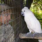 Cómo hacer un aviario para pájaros con tubos de PVC