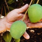 Cómo cultivar árboles de mango a partir de una semilla