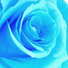 Cómo teñir una rosa de azul