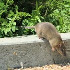 Cómo deshacerse de ratas y ratones con amoníaco