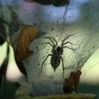 Cómo identificar una araña negra y blanca