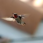 Cómo sacar a un colibrí de una casa
