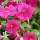 Cómo cultivar petunias a partir de esquejes