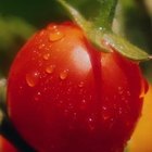 Cómo cultivar tomates orgánicos