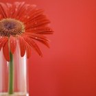 Cómo decorar una sala de estar con una pared roja