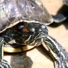 Cómo notar la diferencia entre una tortuga hembra o una macho