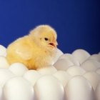 Cómo colocar huevos en una incubadora