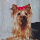 Cómo cortar el cabello de un Yorkie