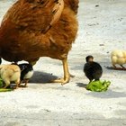 Cómo construir un gallinero tipo Amish