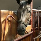 Cómo entrenar un caballo desde el comienzo