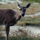 How to Feed Deer Apples & Peanut Butter | Gone Outdoors | Your ...