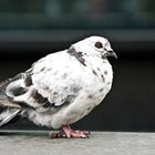 Cómo alejar a las palomas permanentemente