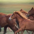 Cómo ganar el respeto de un caballo
