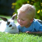 Cómo acariciar a un conejo