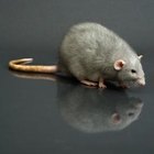 Cómo domesticar una rata salvaje