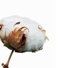 Cotton on a stem