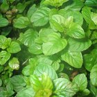 Potted herbs and ginger