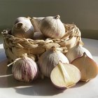 Fresh garlic on wooden background