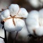 Cotton fibers magnified 100x