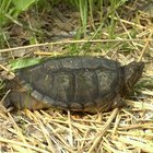 How to Make Snapping Turtle Lines | Gone Outdoors | Your Adventure Awaits