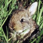 How to Keep Rabbits From Eating Grass | Gone Outdoors | Your Adventure