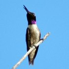 hummingbirds of the pacific northwest