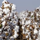 Close up of a cotton