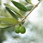 New growth on pine tree