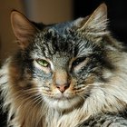 Medicação para estômago para gatos