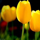 ¿Qué significado tienen los tulipanes amarillos?