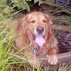 Quais os sintomas de um cachorro que comeu herbicida?