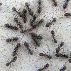 Hormigas negras y hormigas rojas