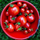 ¿Qué son esos pequeños insectos blanco en mis plantas de tomates?