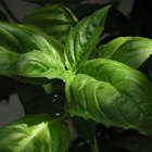 ¿Cuál es el crecimiento diario de una planta de albahaca?