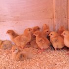 ¿Cuánto tiempo debe permanecer un polluelo en una incubadora?