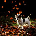 Esperanza de vida con cáncer canino