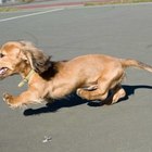 Lesiones de patas nerviosas en los perros