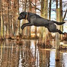 Diferencia entre los golden retriever y los labradores