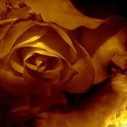 O significado de uma rosa dourada