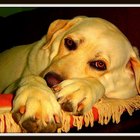  Intoxicação por ibuprofeno em cães