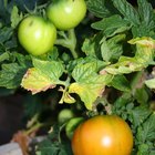 Tiempo entre la germinación de una semilla de tomate y la fruta madura 