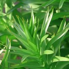 Cómo cultivar la planta ave del paraíso (Strelitzia Reginae)