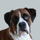 Health Problems in Boxer Dogs - Pets