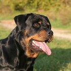 ¿Los Rottweilers son buenos perros familiares?