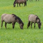 Tipos de grama para cavalos